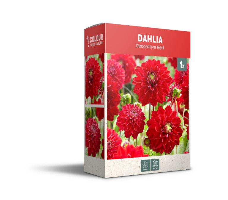 CyG Pocket Box Dahlia