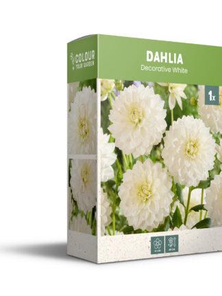 CyG Pocket Box Dahlia