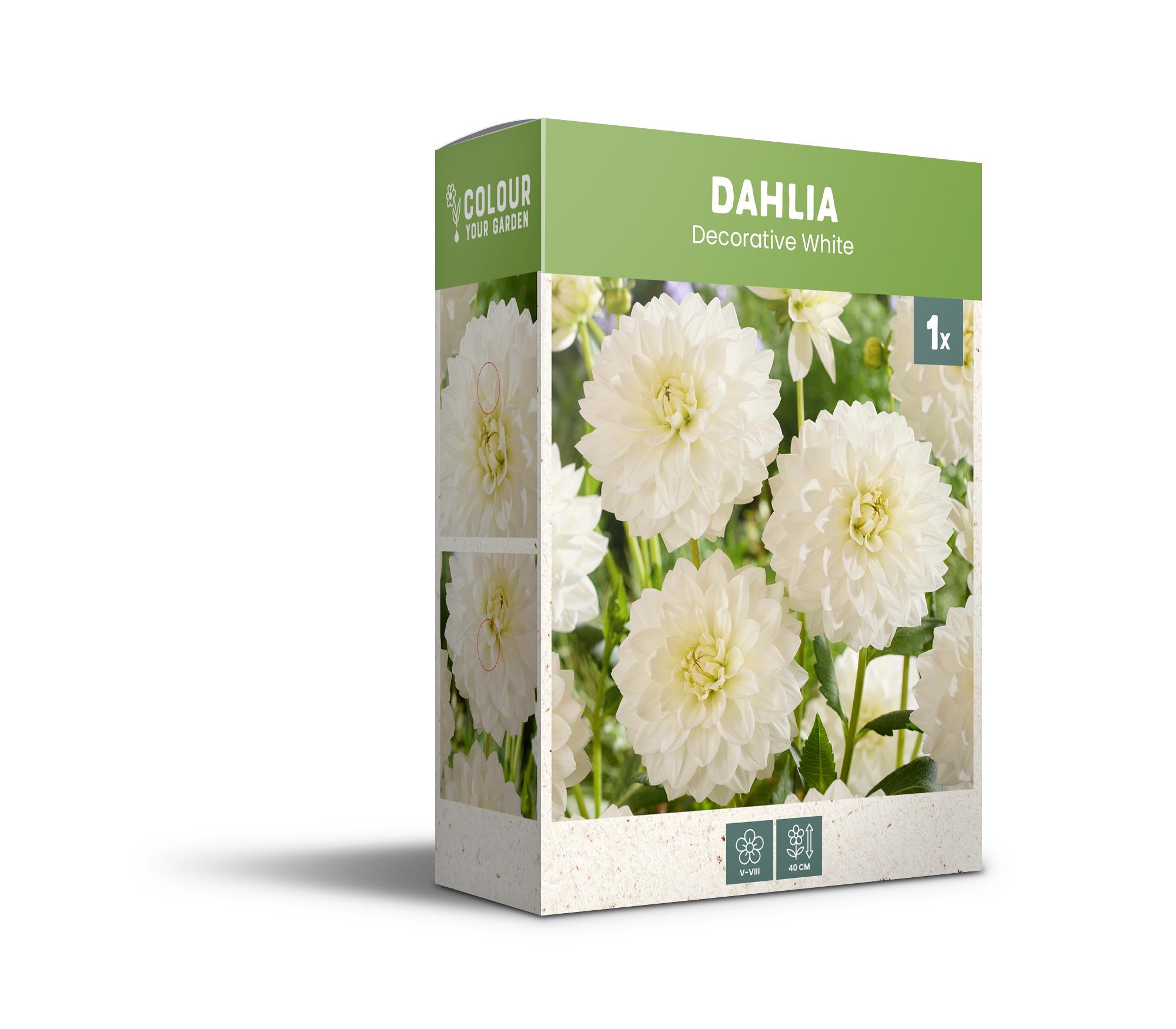 CyG Pocket Box Dahlia