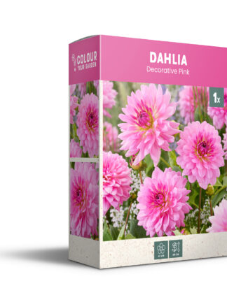 CyG Pocket Box Dahlia