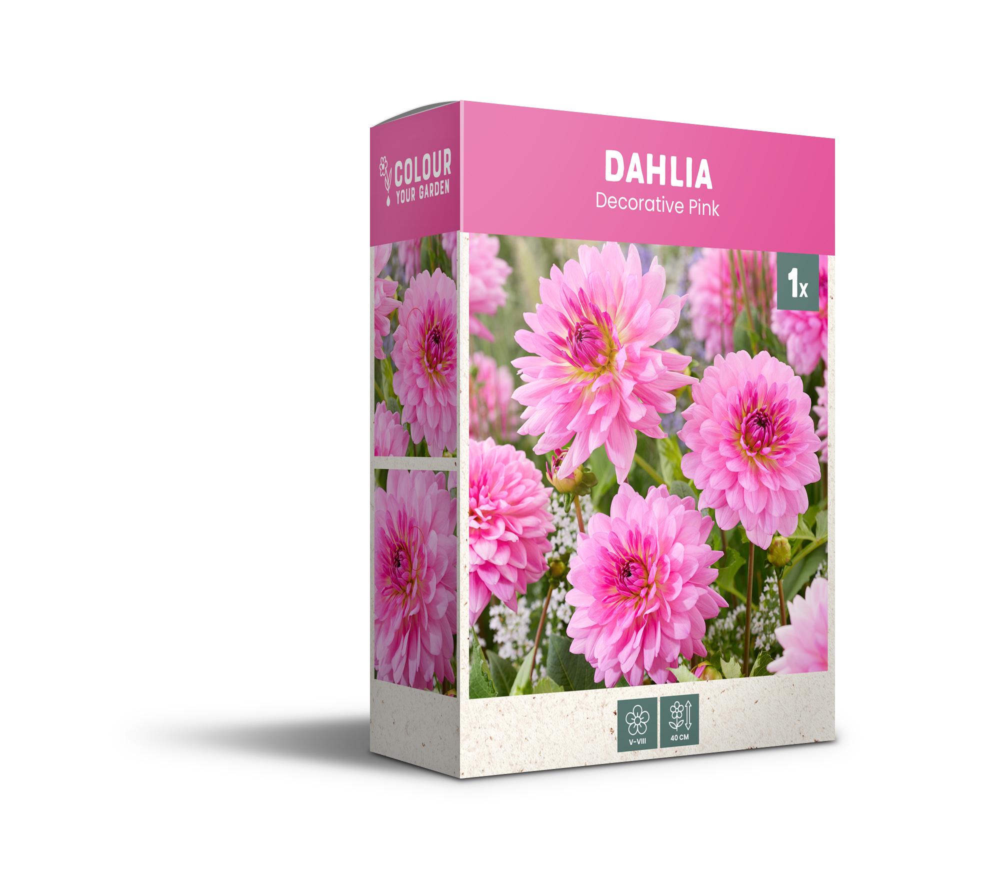 CyG Pocket Box Dahlia