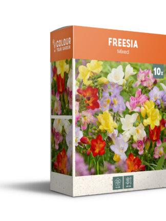 CyG Pocket Box Freesia
