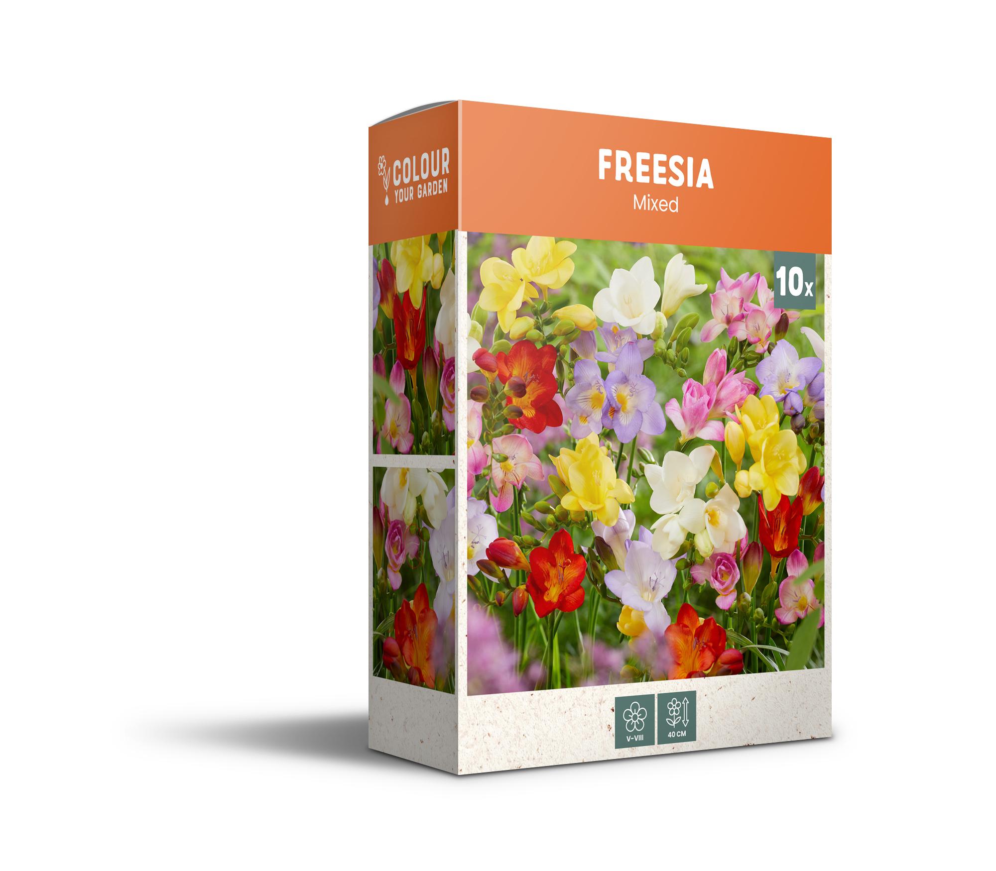 CyG Pocket Box Freesia