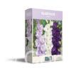 CyG Pocket Box Gladiolus