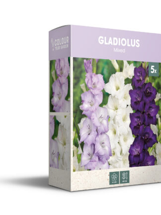 CyG Pocket Box Gladiolus