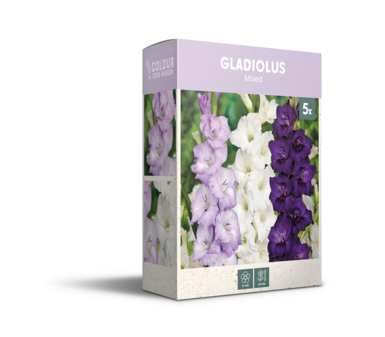 CyG Pocket Box Gladiolus