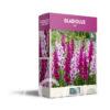 CyG Pocket Box Gladiolus