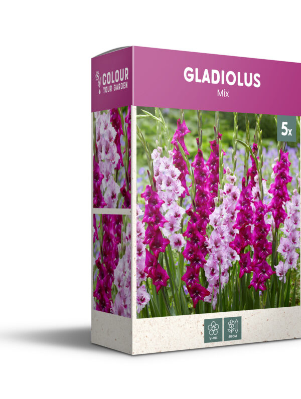 CyG Pocket Box Gladiolus