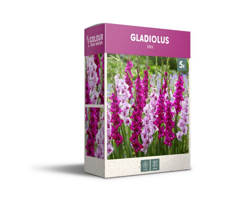 CyG Pocket Box Gladiolus