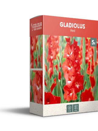 CyG Pocket Box Gladiolus