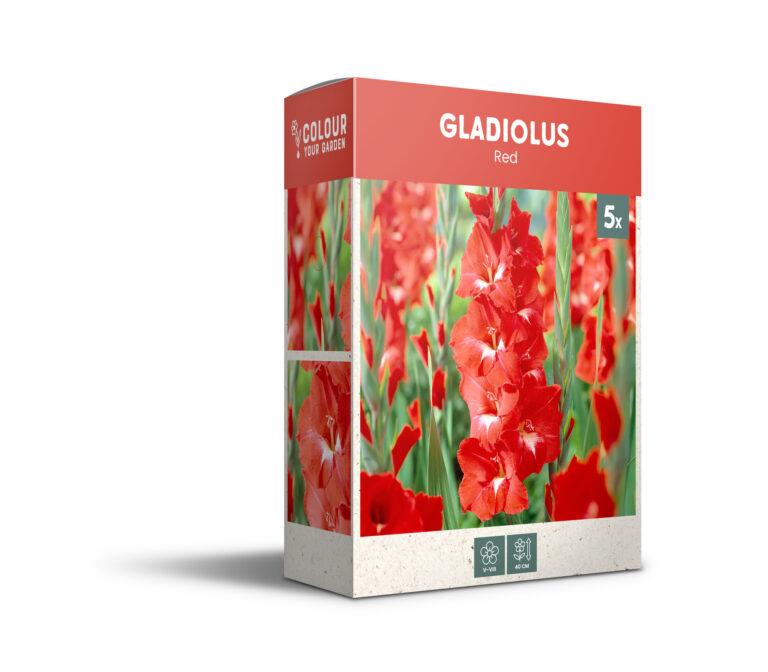 CyG Pocket Box Gladiolus