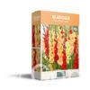 CyG Pocket Box Gladiolus