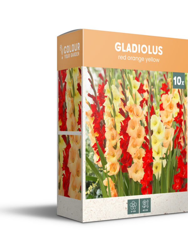 CyG Pocket Box Gladiolus
