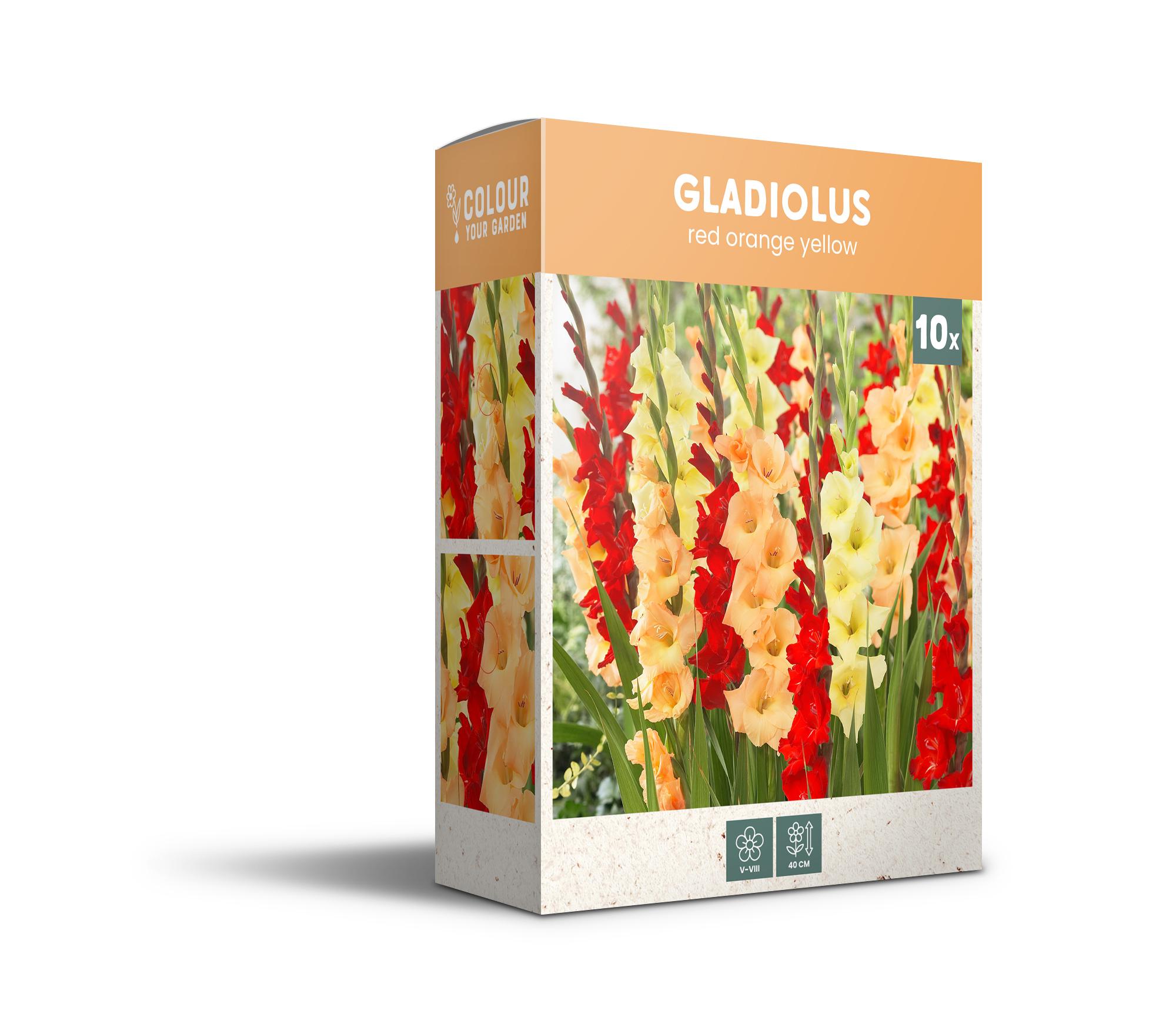 CyG Pocket Box Gladiolus
