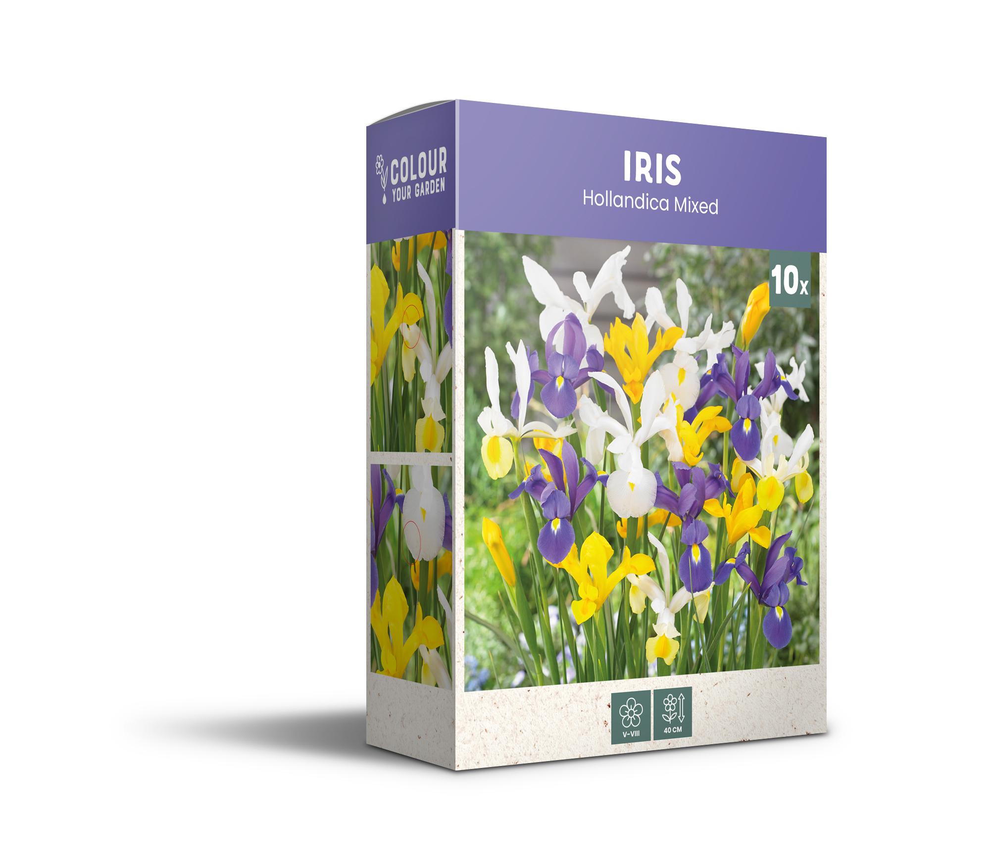 CyG Pocket Box Iris