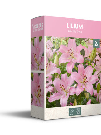 CyG Pocket Box Lilium