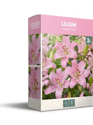 CyG Pocket Box Lilium