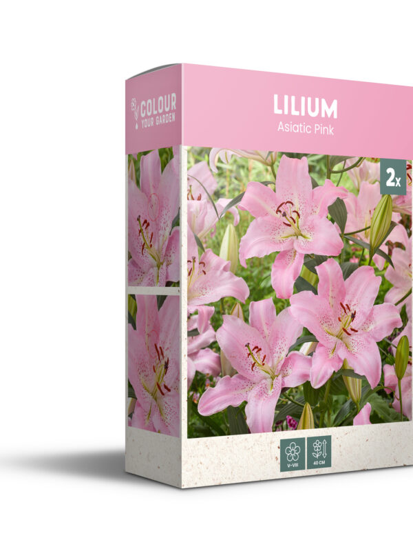 CyG Pocket Box Lilium
