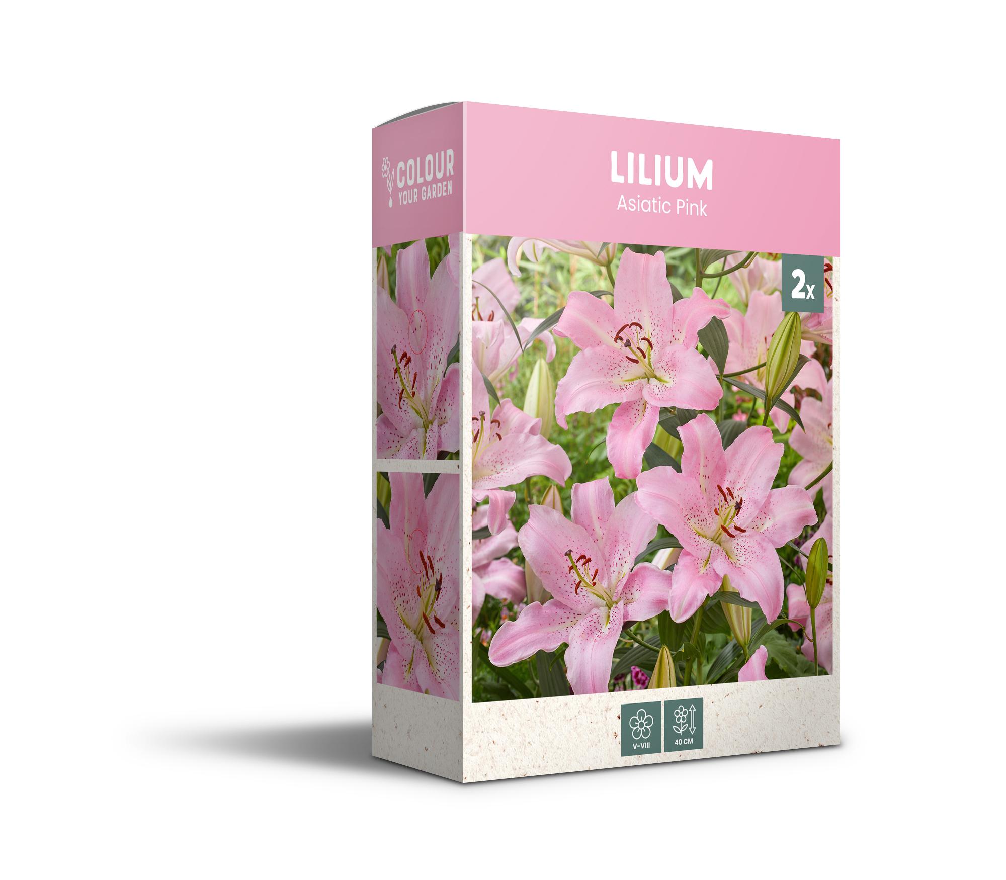 CyG Pocket Box Lilium