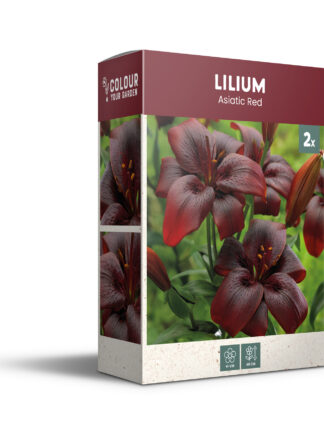 CyG Pocket Box Lilium