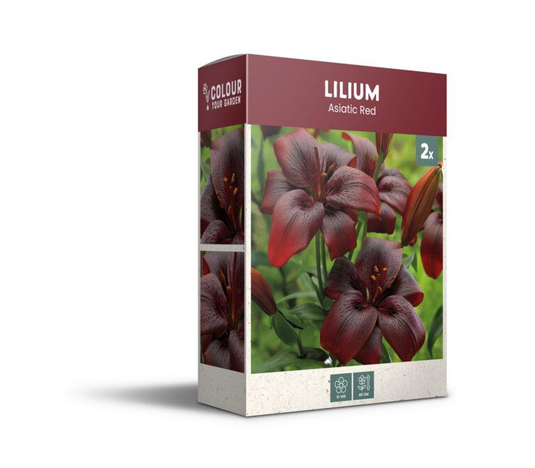 CyG Pocket Box Lilium
