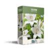 CyG Pocket Box Lilium