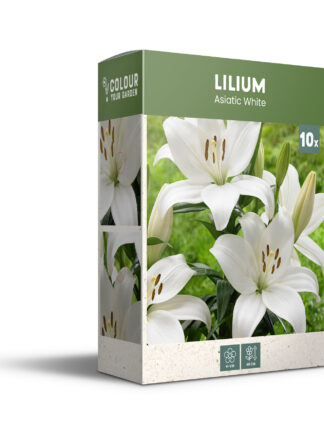 CyG Pocket Box Lilium