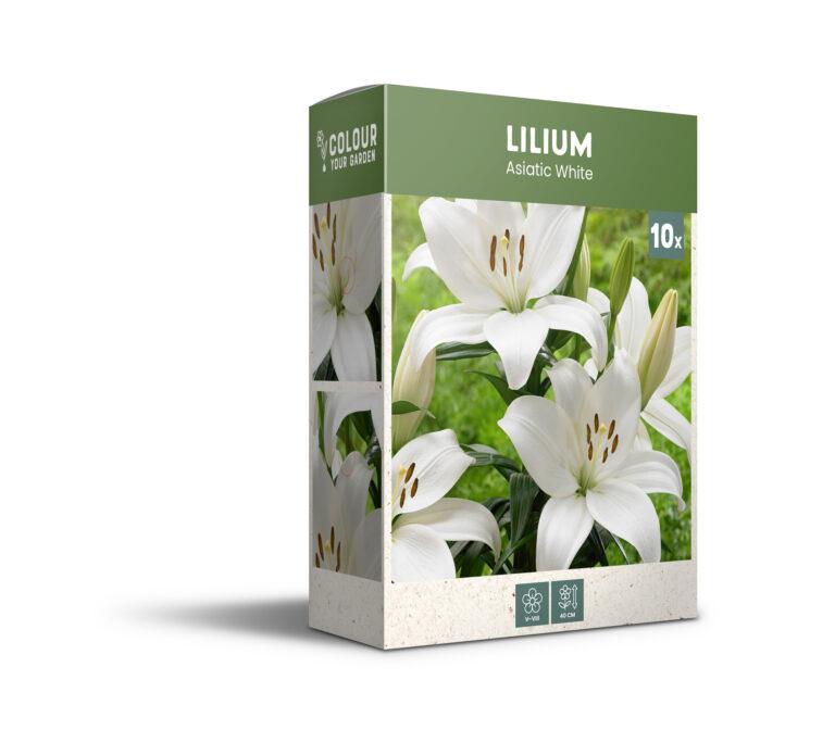CyG Pocket Box Lilium