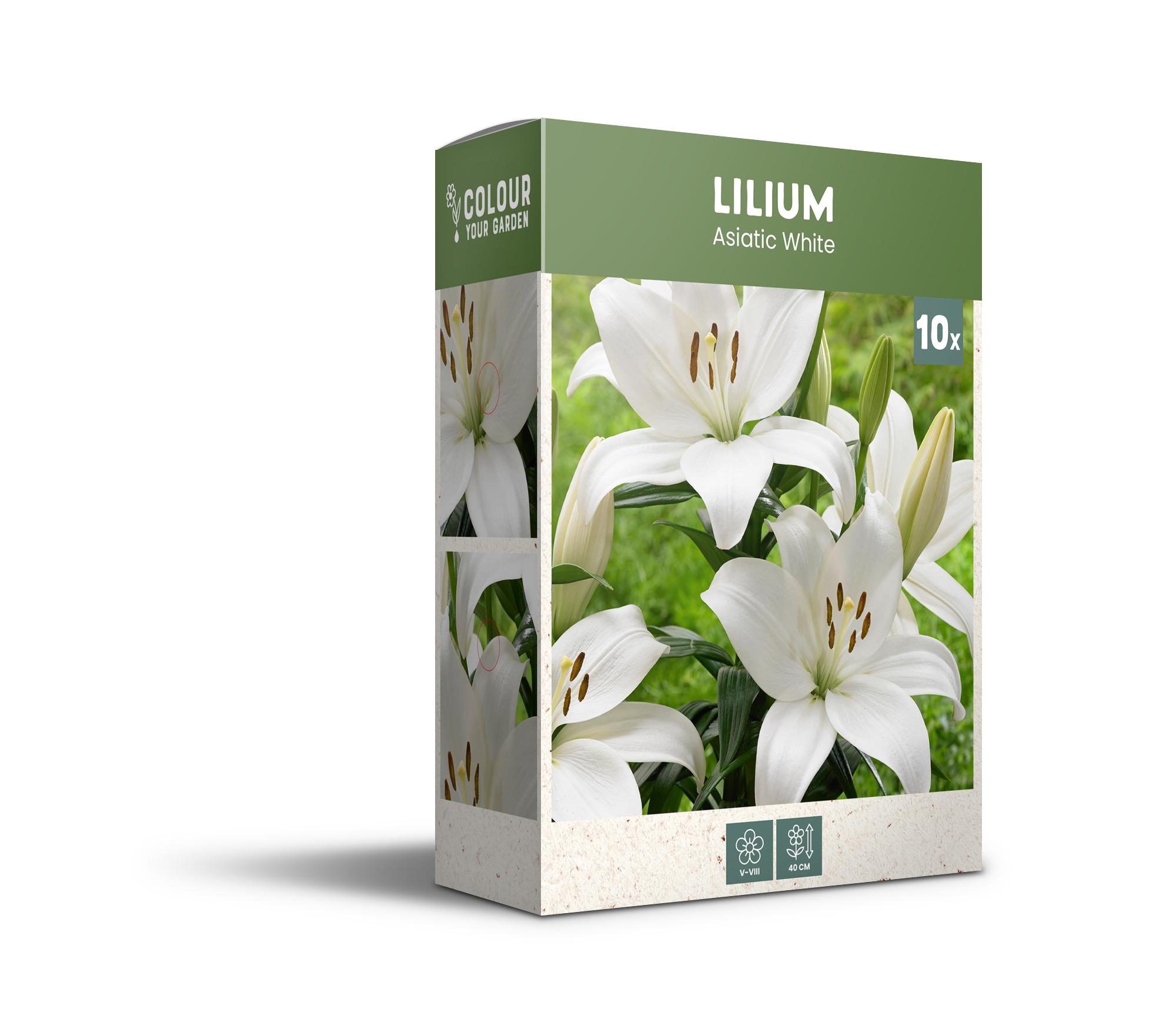 CyG Pocket Box Lilium