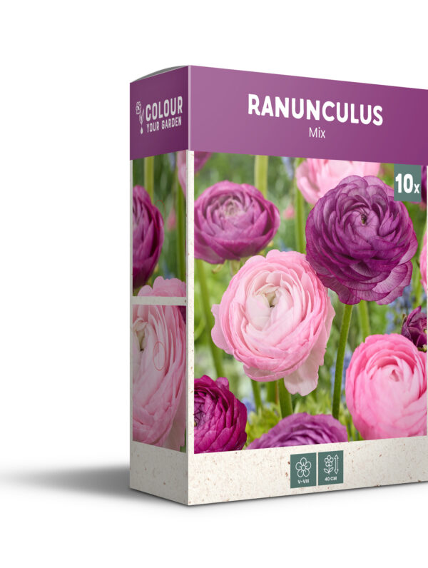 CyG Pocket Box Ranunculus
