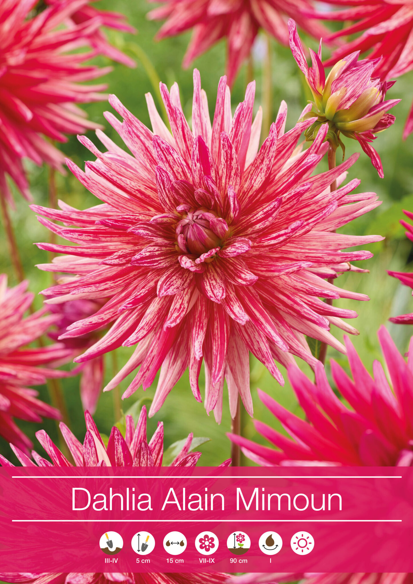 Dahlia Alain Mimoun