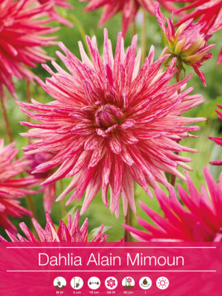 Dahlia Alain Mimoun