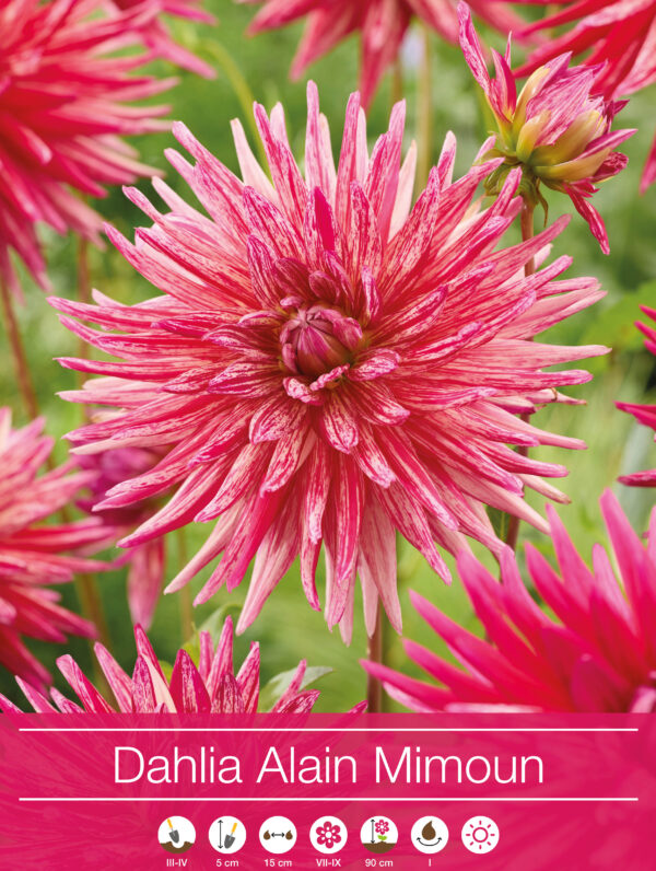 Dahlia Alain Mimoun