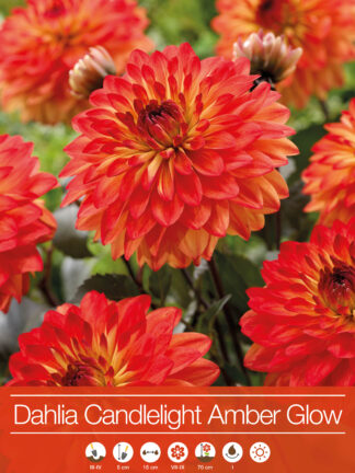 Dahlia Candlelight Amber Glow