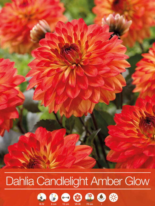 Dahlia Candlelight Amber Glow - RB