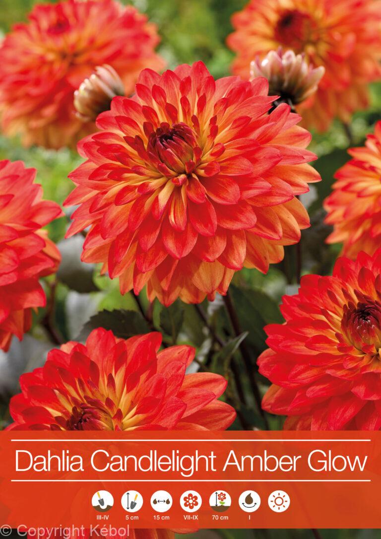 Dahlia Candlelight Amber Glow