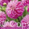 Dahlia Candlelight Smokey Blaze