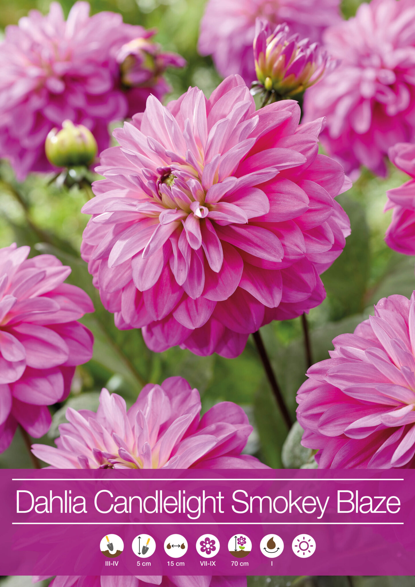 Dahlia Candlelight Smokey Blaze