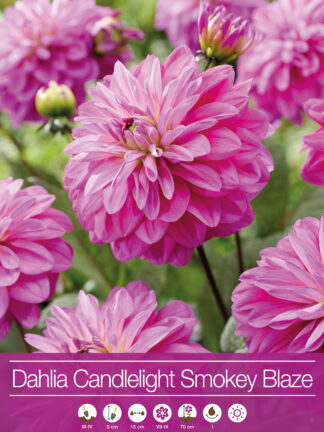 Dahlia Candlelight Smokey Blaze