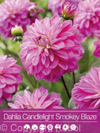 Dahlia Candlelight Smokey Blaze