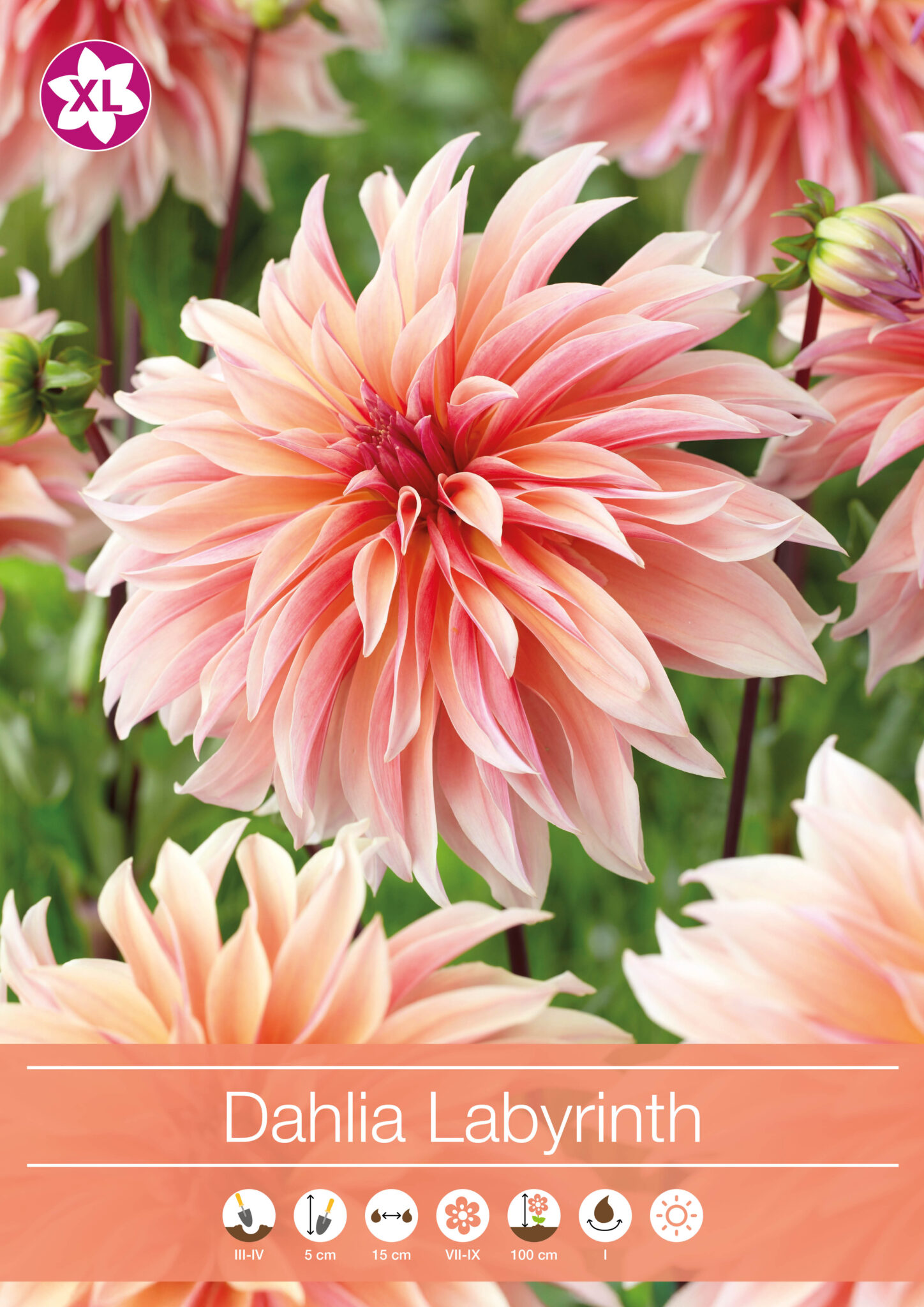 Dahlia Labyrinth