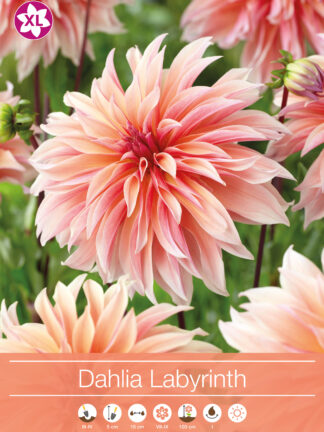 Dahlia Labyrinth