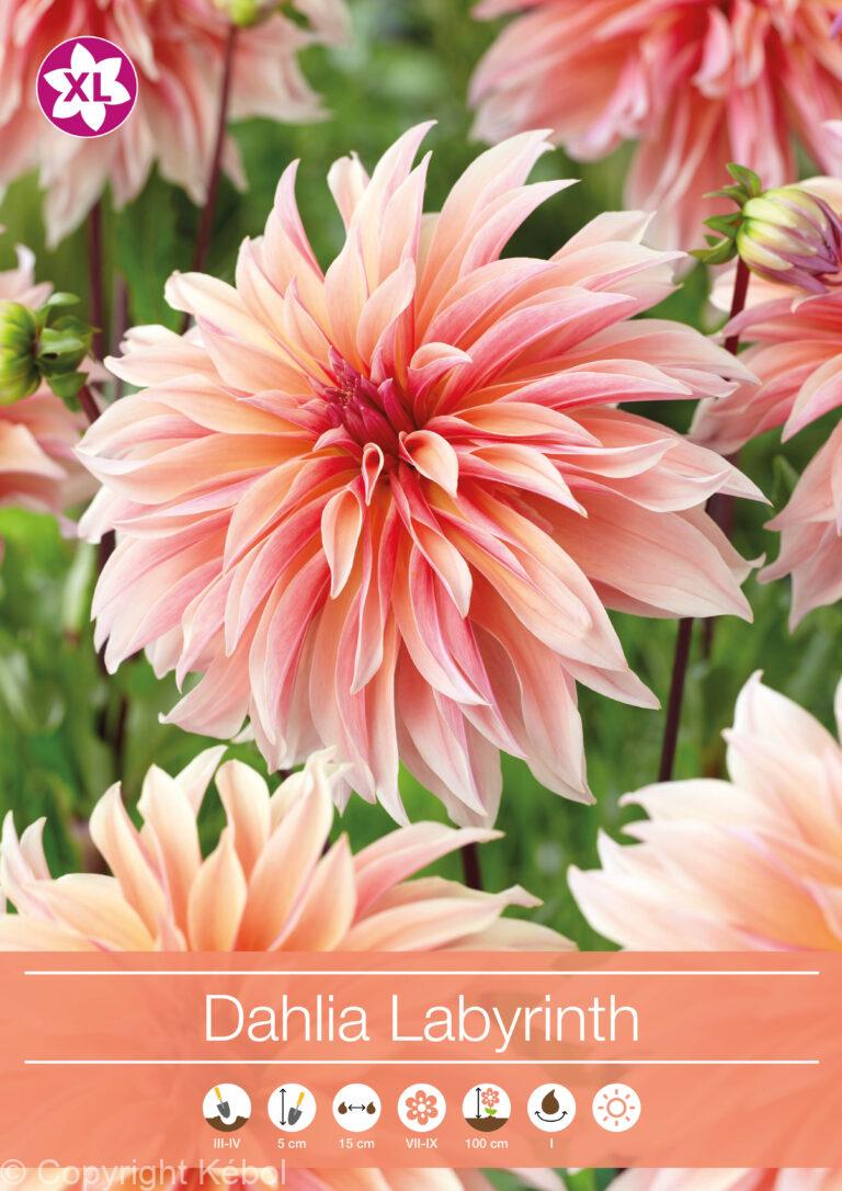 Dahlia Labyrinth