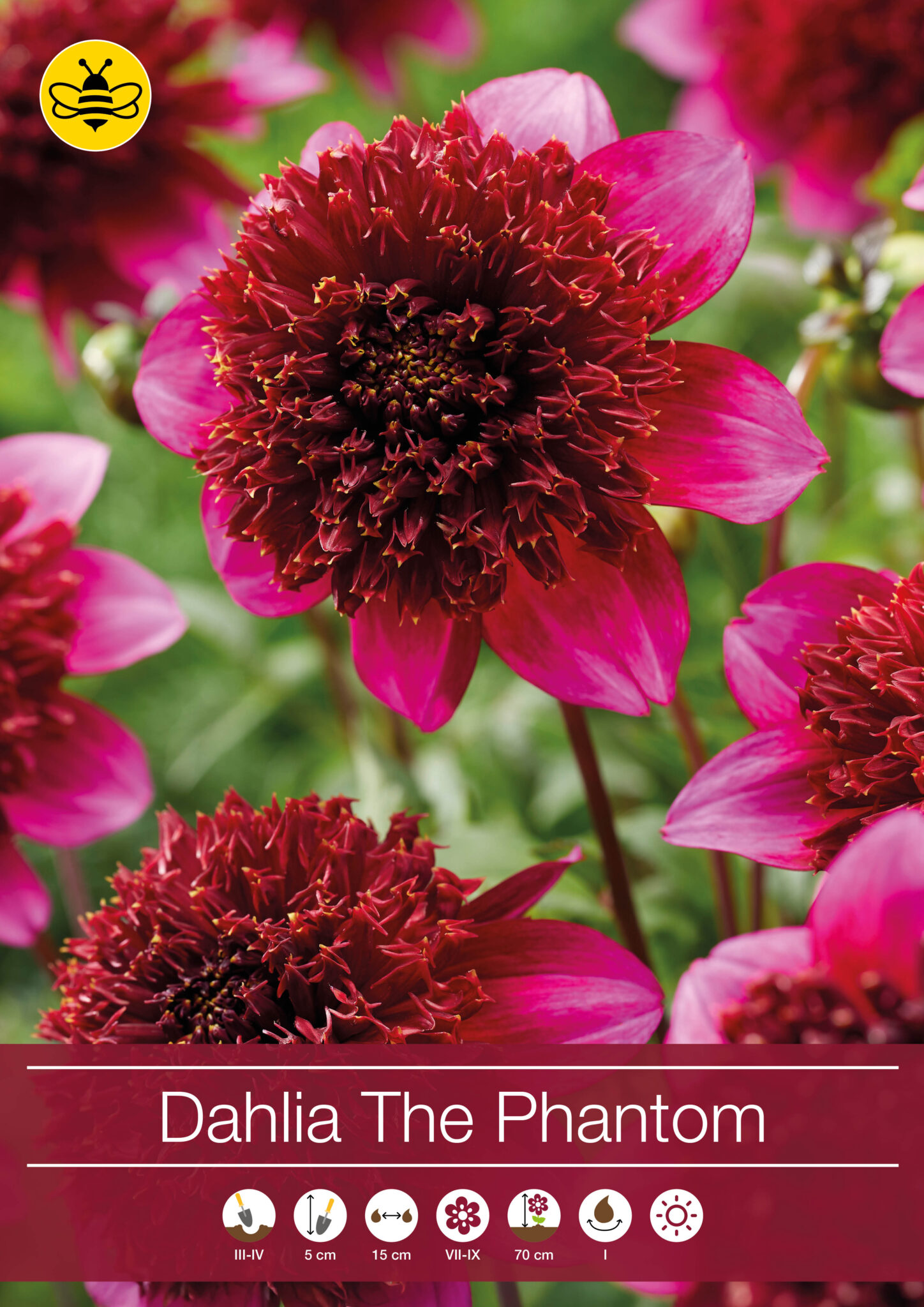 Dahlia The Phantom