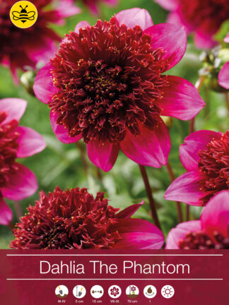 Dahlia The Phantom