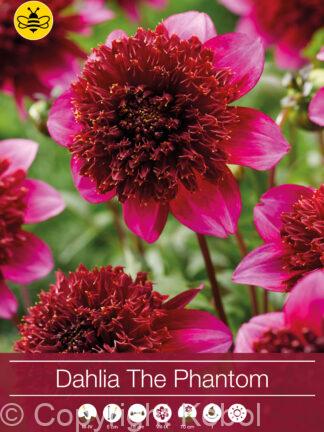 Dahlia The Phantom