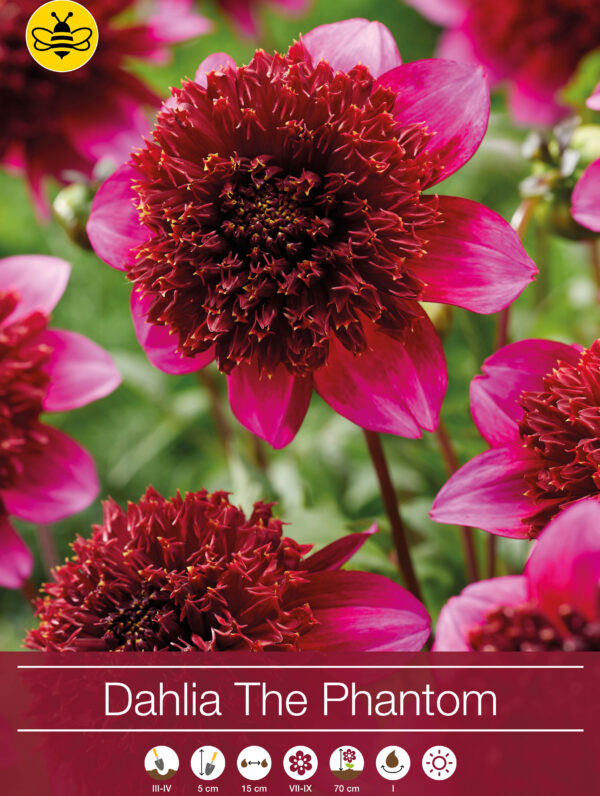 Dahlia The Phantom - RB