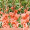 Gladiolus Flaming Sunset