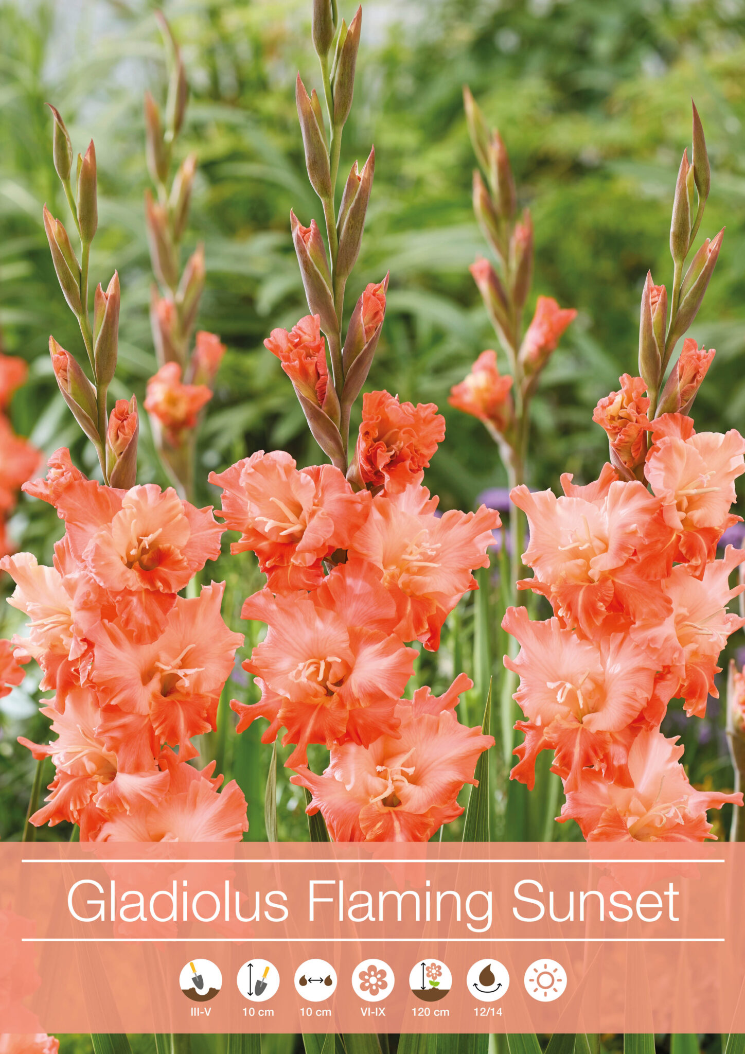 Gladiolus Flaming Sunset