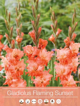 Gladiolus Flaming Sunset